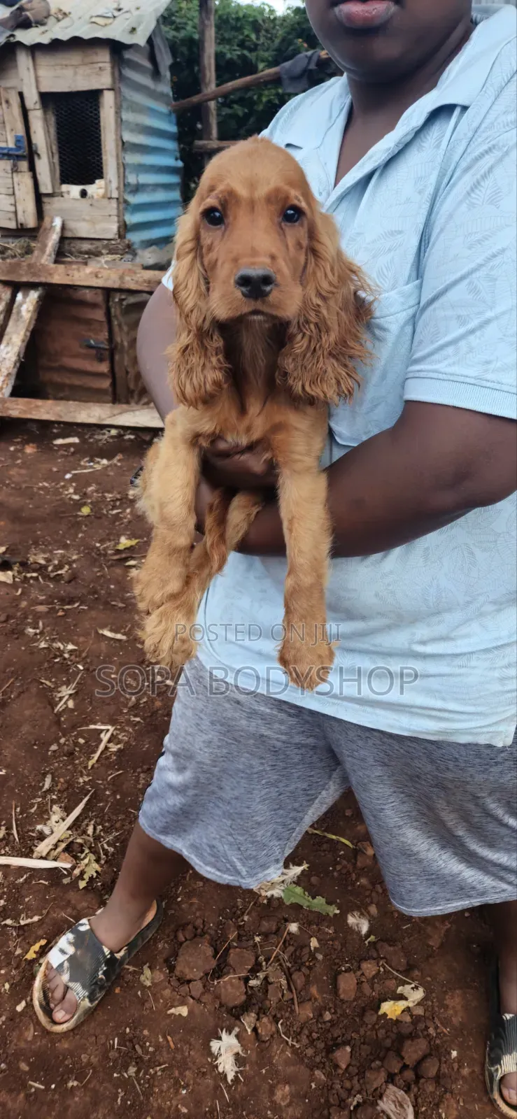 Stud Services Purebreed Cocker Spaniel