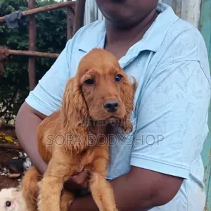 Stud Services Purebreed Cocker Spaniel