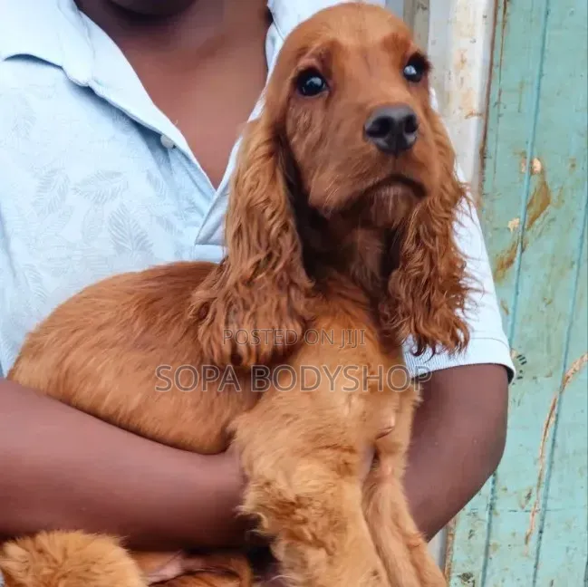 Stud Services Purebreed Cocker Spaniel