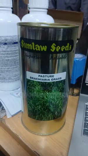 Brachiaria Hybrid Grass / Pasture Brachiaria Grass (Simlaw) - 500gm