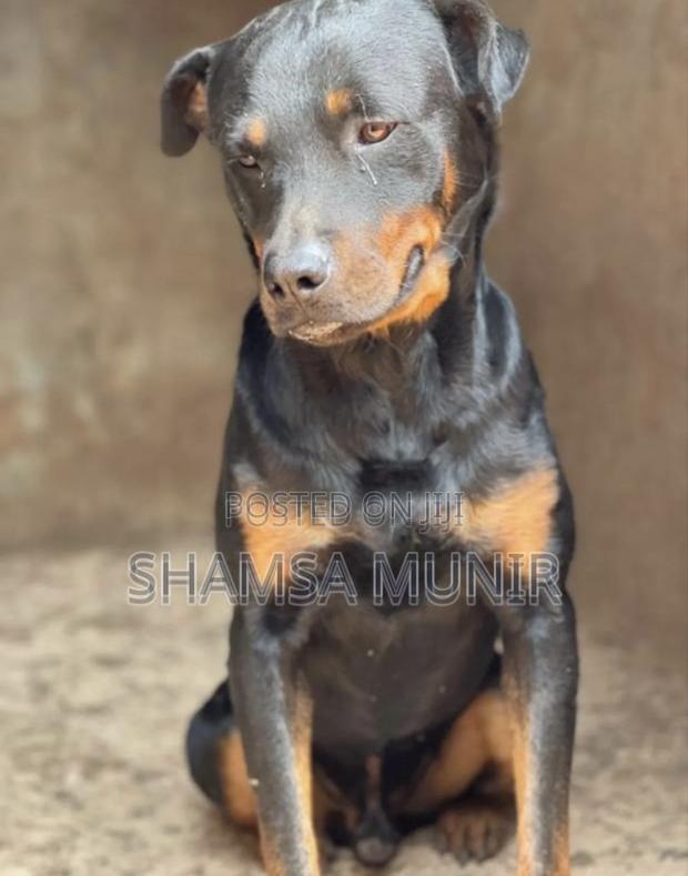 1+ year Male Purebred Rottweiler