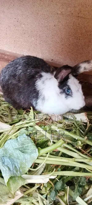 Rabbit for Meat