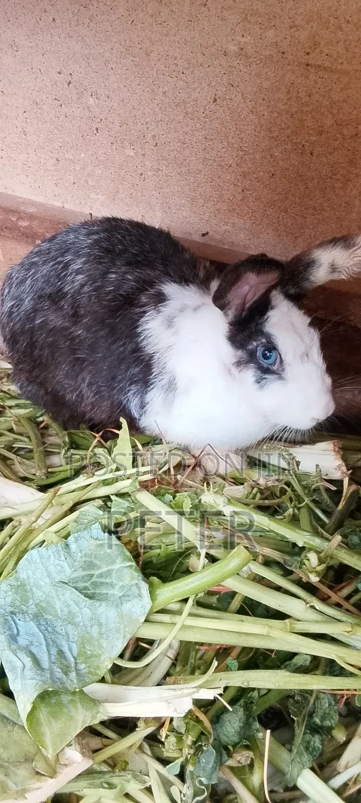 Rabbit for Meat