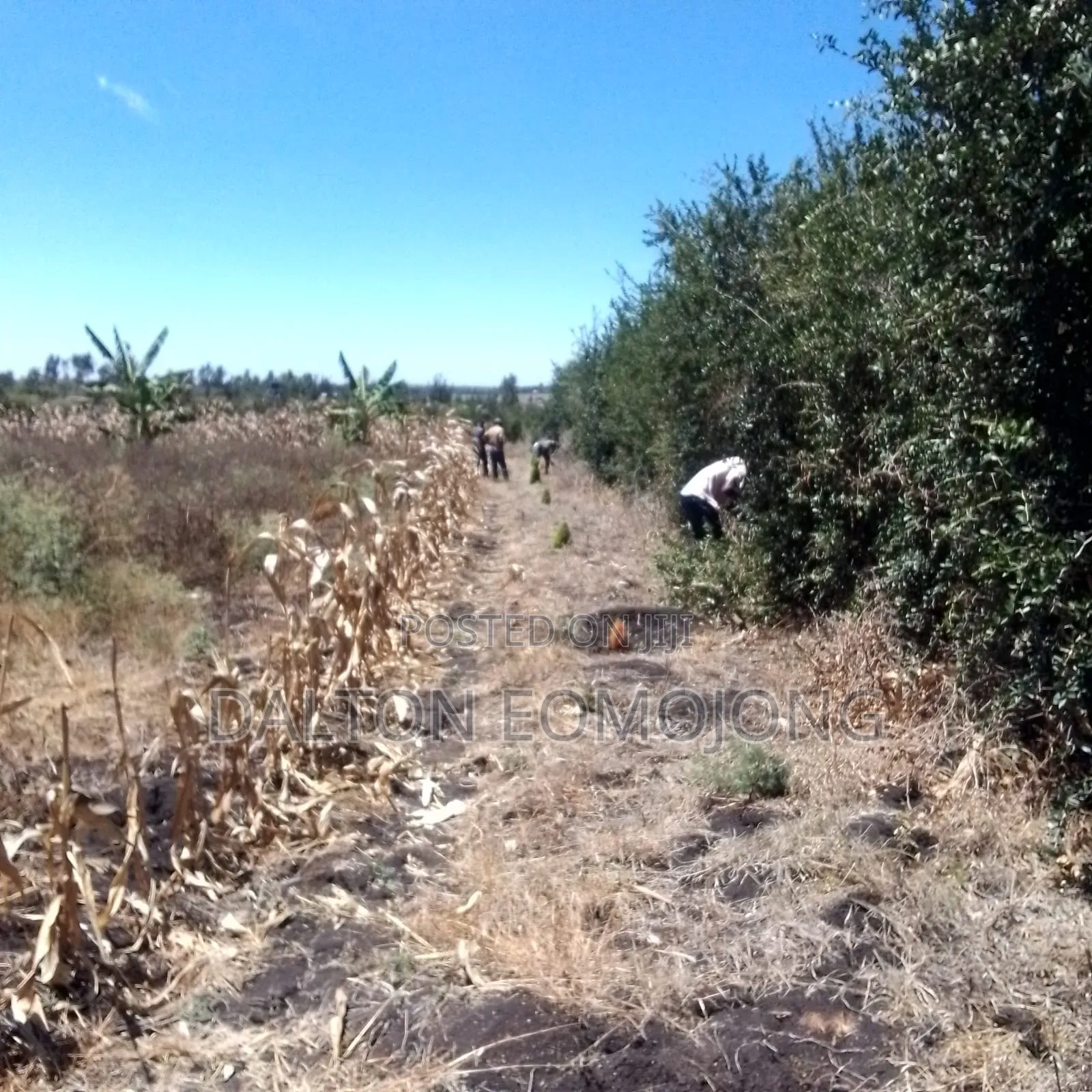 Land for Sale