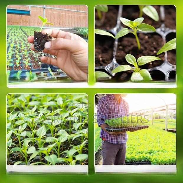 Seedling Trays for Beginners