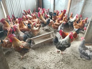 Cockerels for Sale