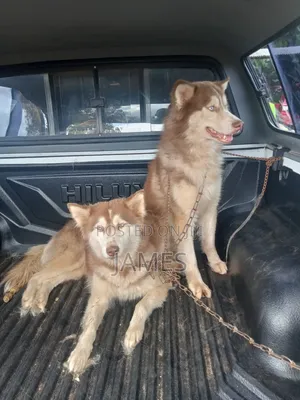 1+ year Female Purebred Siberian Husky