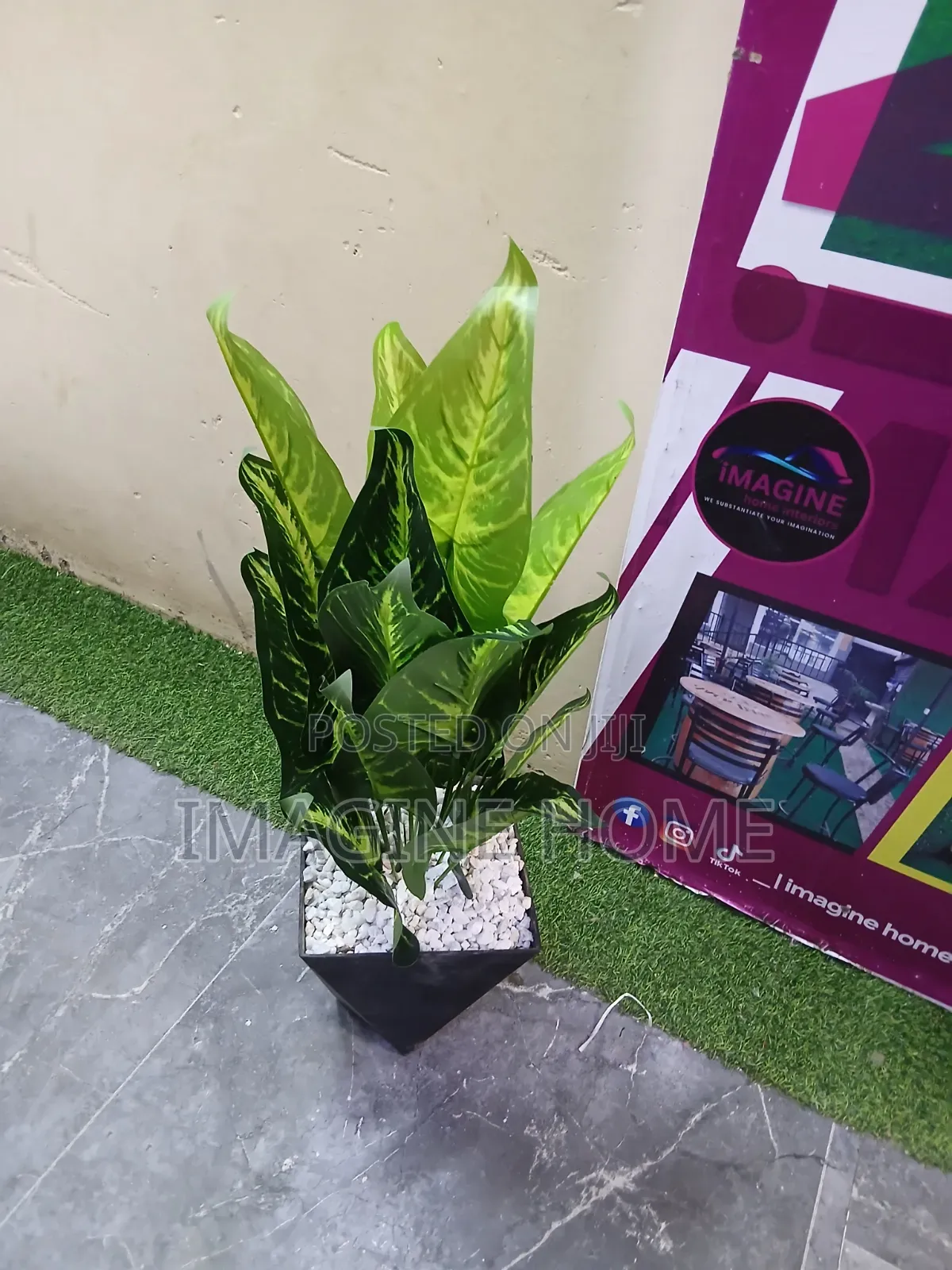 Green Small Plant
