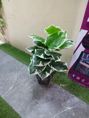 Green Small Plant