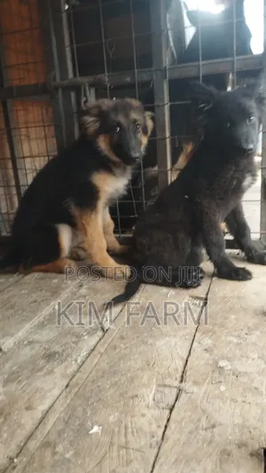 3-6 months Female Purebred German Shepherd
