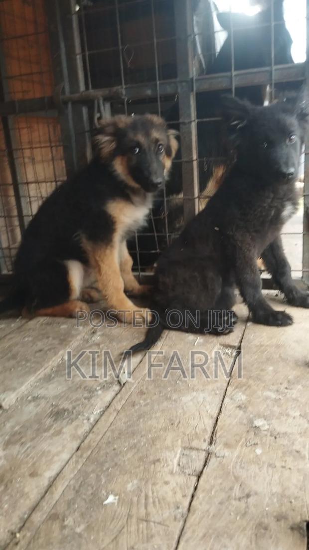 3-6 months Female Purebred German Shepherd