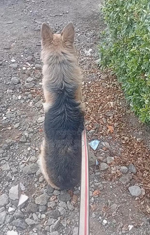 6-12 months Male Purebred German Shepherd - thumbnail 4