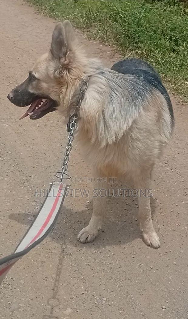 6-12 months Male Purebred German Shepherd - thumbnail 5