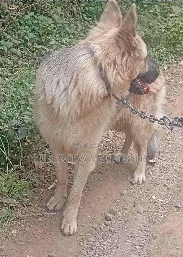6-12 months Male Purebred German Shepherd - thumbnail 6