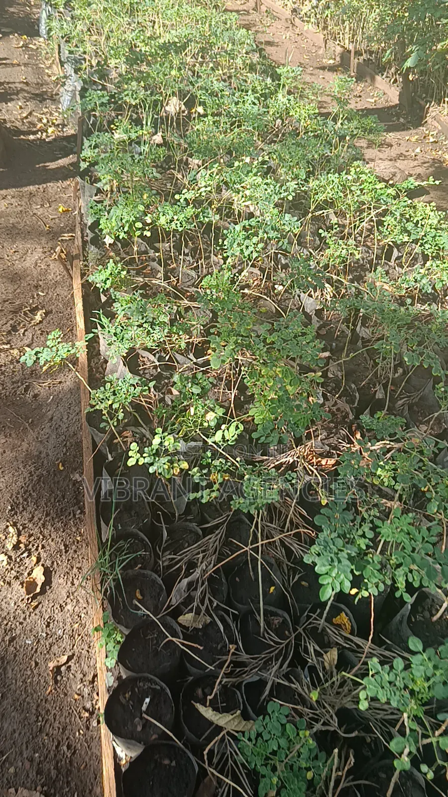 Moringa Oleifera Seedlings N Seeds