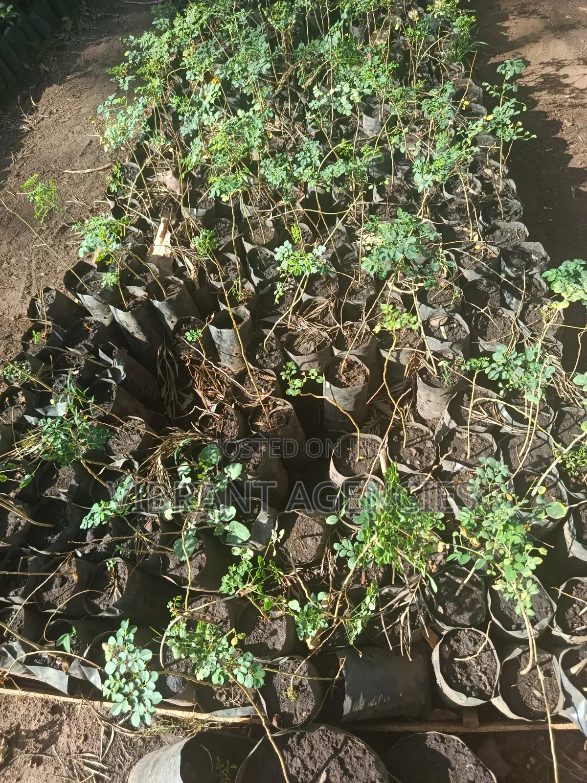 Moringa Oleifera Seedlings N Seeds