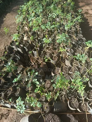 Moringa Oleifera Seedlings N Seeds