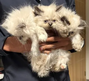 1-3 months Female Purebred Persian
