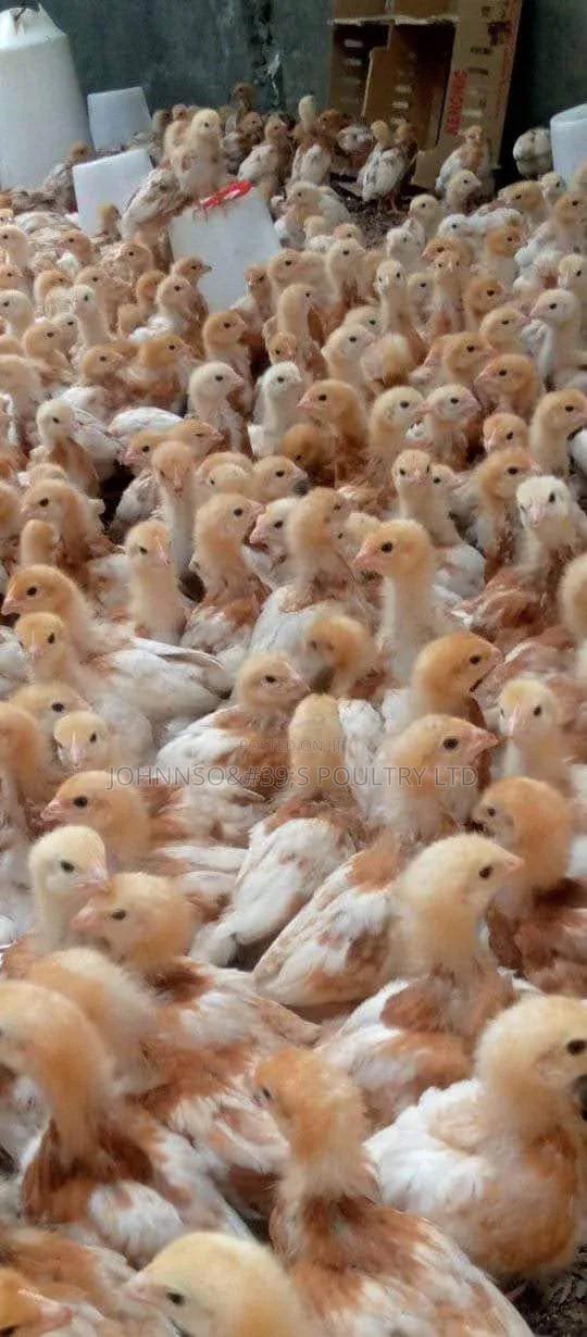 One Month Old Kenchick - main view