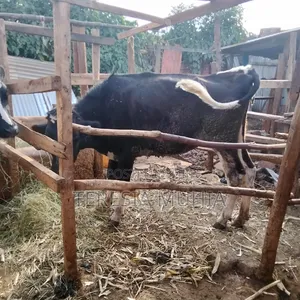 Friesian Heifer
