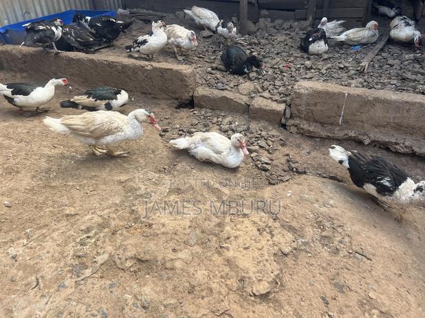 Ducks Eldoret - thumbnail 5