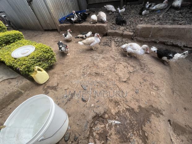 Ducks Eldoret - thumbnail 3