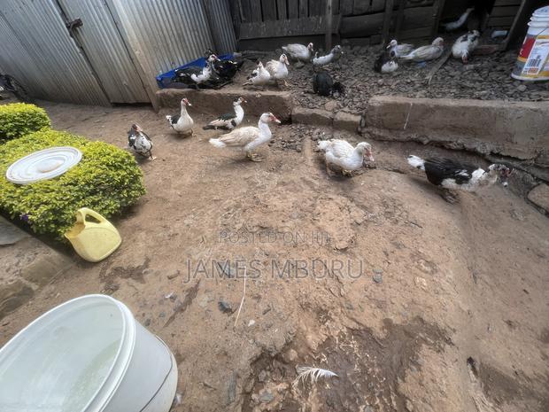 Ducks Eldoret - thumbnail 4