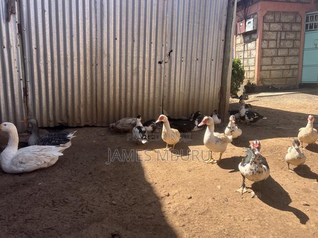 Ducks Eldoret - thumbnail 8