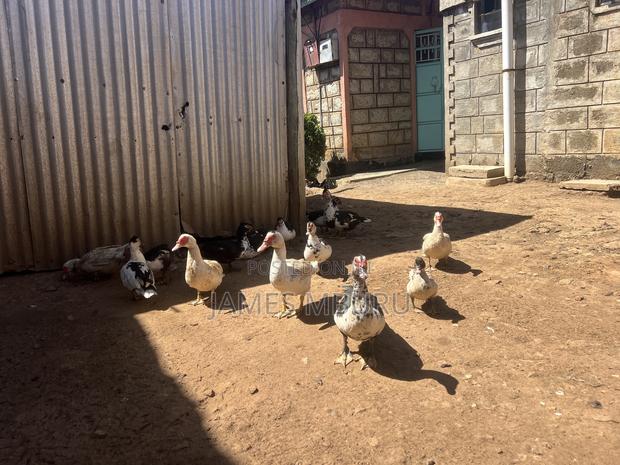 Ducks Eldoret - thumbnail 7