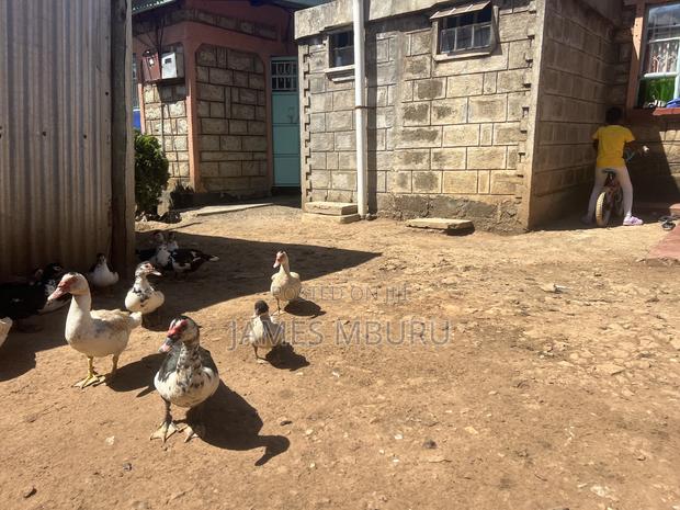 Ducks Eldoret - thumbnail 9