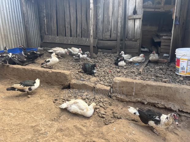 Ducks Eldoret - thumbnail 6