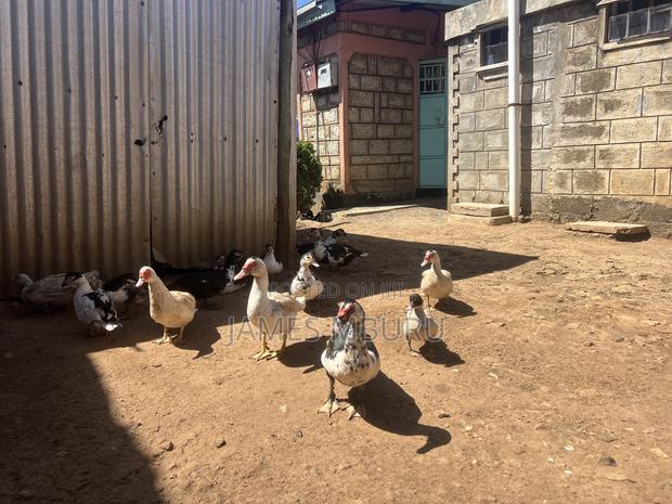 Ducks Eldoret - thumbnail 10