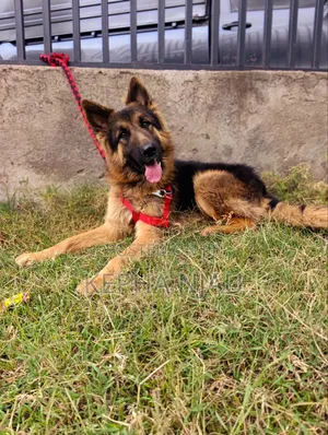 6-12 months Male Purebred German Shepherd