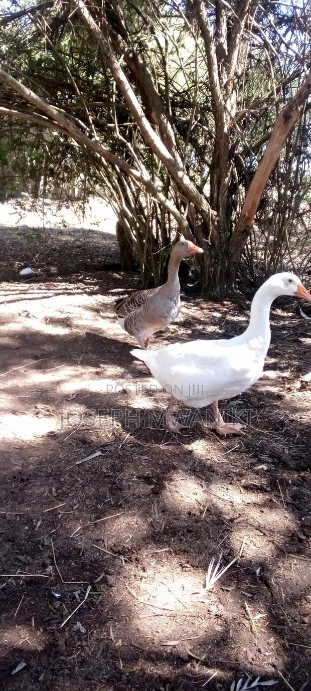Geese for Sale - thumbnail 2