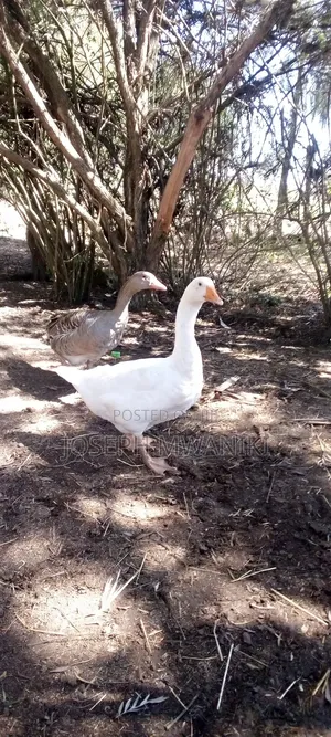 Geese for Sale