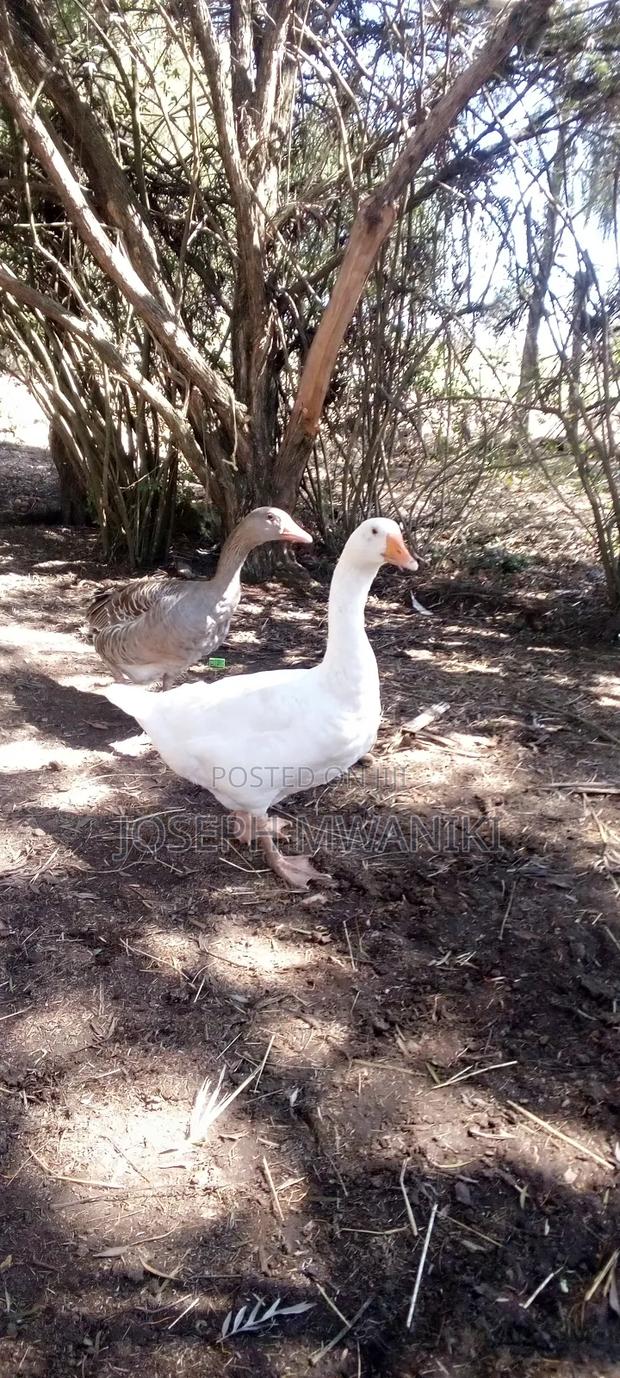 Geese for Sale - thumbnail 3