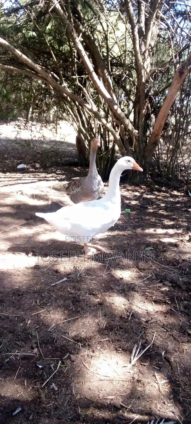 Geese for Sale - thumbnail 4