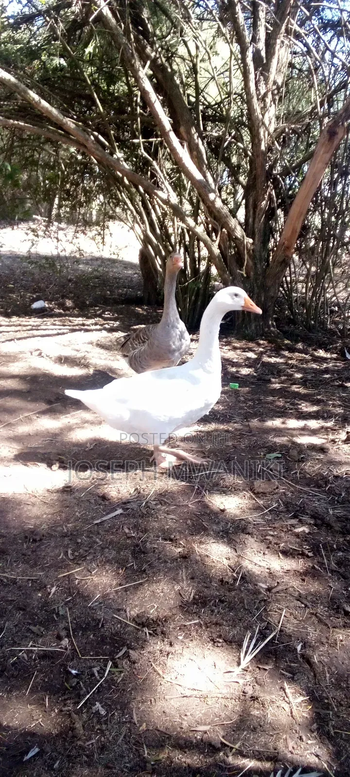 Geese for Sale