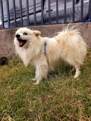 1+ year Male Purebred Japanese Spitz