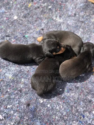 1-3 months Male Purebred Dachshund