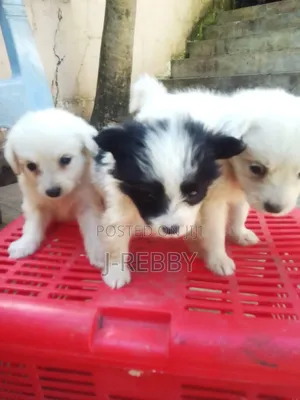 0-1 month Male Purebred Japanese Spitz
