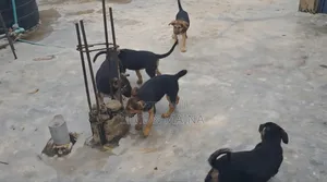 1-3 months Male Mixed Breed German Shepherd