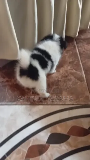 1-3 months Male Mixed Breed Maltese