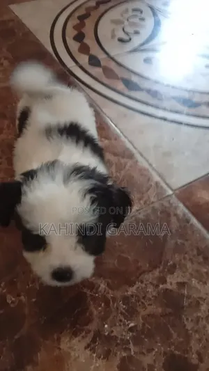 1-3 months Male Mixed Breed Maltese