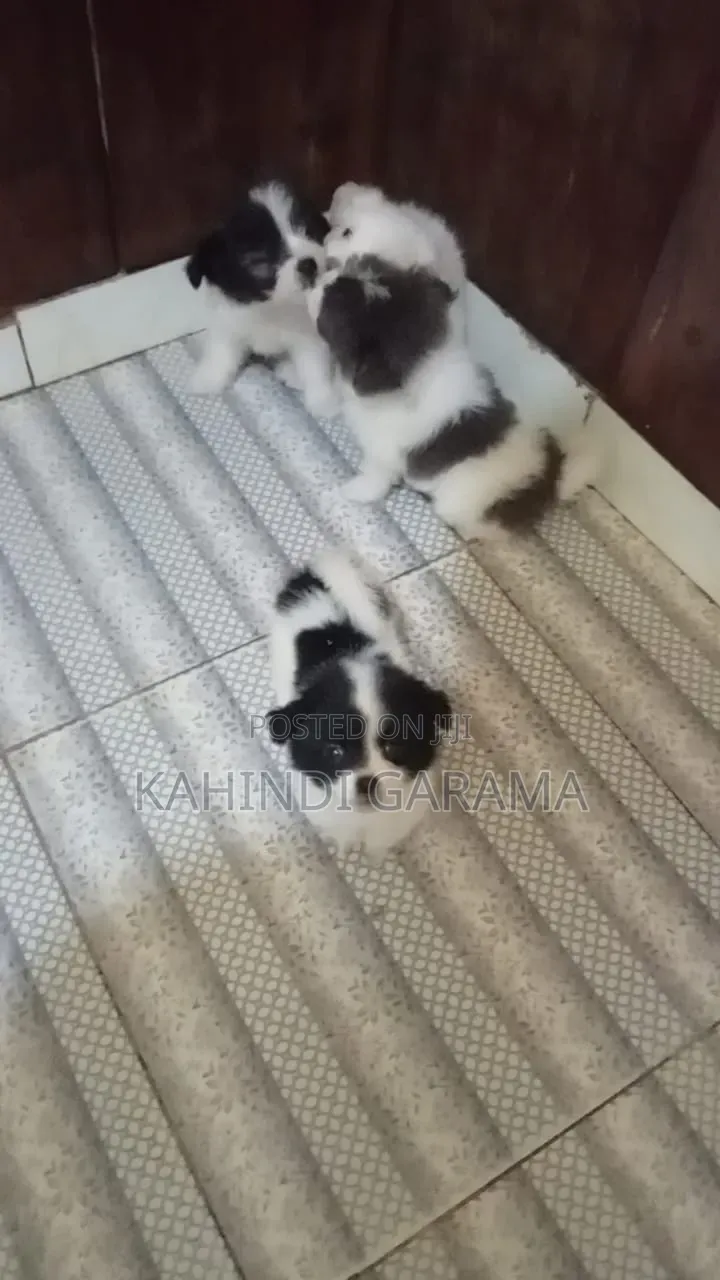 1-3 months Male Mixed Breed Maltese