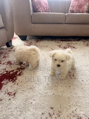 1-3 months Male Mixed Breed Maltese