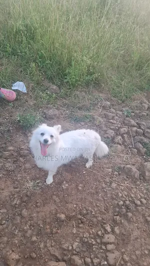 1+ year Female Purebred Japanese Spitz