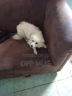 1+ year Female Purebred Maltese
