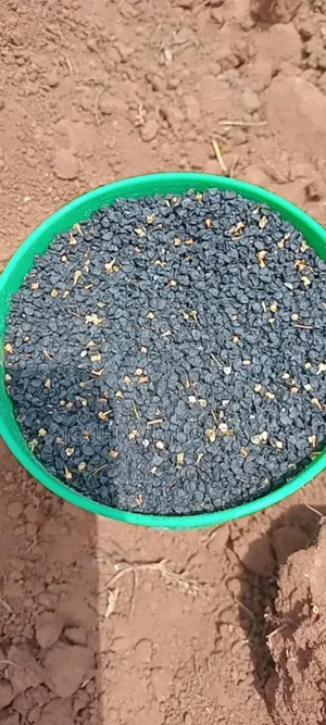 Onion Seeds(mangola)