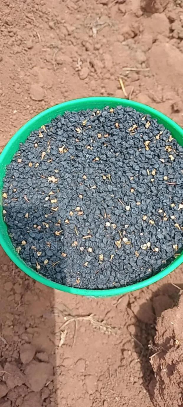 Onion Seeds(mangola) - main view